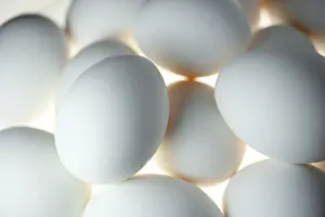 Landfowl Photography Drucke: Chicken eggs