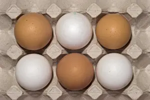 White And Brown Eggs Drucke: Chicken eggs in their package, three white