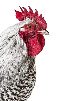 Livestock Photography Drucke: Chicken looking at camera against white background