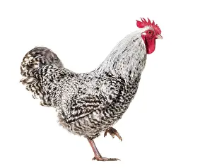Domestic Chicken Drucke: Chicken standing against white background