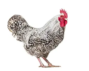 Chicken Portrait Drucke: Chicken standing against white background