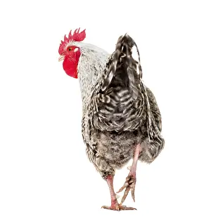Domestic Chicken Drucke: Chicken standing against white background