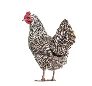 Chicken Portrait Drucke: Chicken standing against white background