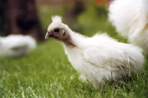 Wild Animal Photography Birds Drucke: Chicken ugly