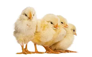 Livestock Photography Drucke: Four Chicks in a row (8 days old)