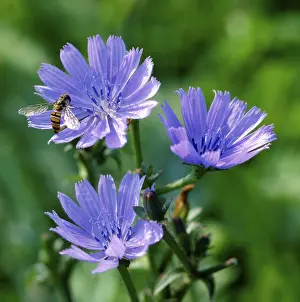 Uninhabited Places Drucke: Chicory