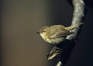 Oscine Bird Species Drucke: Chiffchaff, phylloscopus collybita