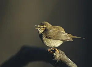 Leaf Warbler Drucke: Chiffchaff, phylloscopus collybita