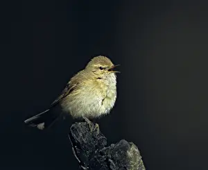 Wildlife Habitat Images Drucke: Chiffchaff, phylloscopus collybita