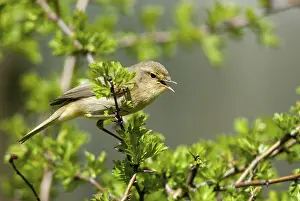 Oscine Bird Species Drucke: Chiffchaff, phylloscopus collybita