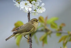Passerine Bird Drucke: Chiffchaff, phylloscopus collybita