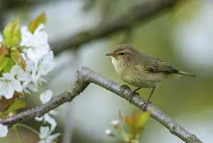 Drucke von Chiffchaff, Phylloscopus collybita, Zilpzalp, Vögel, Frühling, Passeriformes , Singvögel , Sprung , Vögel Zilpzalp Drucke: Schlagschwirl, Phylloscopus collybita