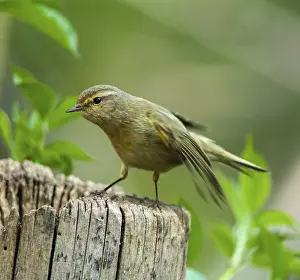 Leaf Warbler Habitat Drucke: Chiffchaff, phylloscopus collybita