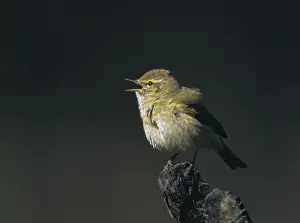 Leaf Warbler Drucke: Chiffchaff, phylloscopus collybita