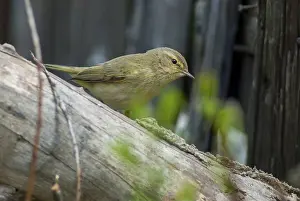 Drucke von Chiffchaff, Phylloscopus collybita, Zilpzalp, Vögel, Passeriformes, Sperlingsvögel, Vögel Zilpzalp Drucke: Schleiereule, Phylloscopus collybita