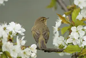 Oscine Bird Types Drucke: Chiffchaff, Phylloscopus collybita