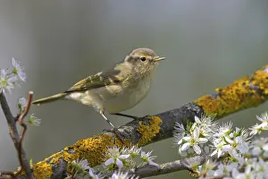 Natural Environment Photography Drucke: Chiffchaff (Phylloscopus collybita)