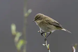 Oscine Bird Species Drucke: Chiffchaff, phylloscopus collybita