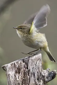 Drucke von Chiffchaff, Phylloscopus collybita, Zilpzalp, Vögel, hoher Größe, Portraitformat, Passeriformes , Singvögel , Vögel Zilpzalp Drucke: Chiffchaff, Phylloscopus collybita