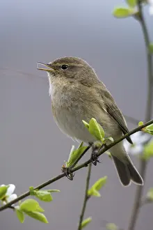 Oscine Passerines Drucke: Chiffchaff, phylloscopus collybita