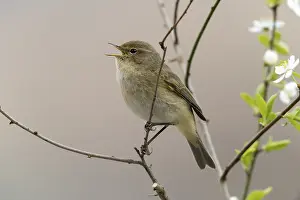 Oscine Songbirds Drucke: Chiffchaff, phylloscopus collybita