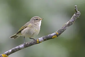 Passerine Bird Photography Drucke: Chiffchaff (Phylloscopus collybita)