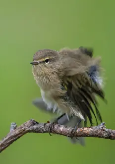 Passerine Bird Photography Drucke: Chiffchaff, phylloscopus collybita