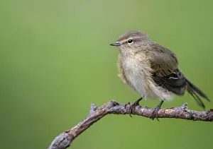 Natural Environment Wildlife Drucke: Chiffchaff, phylloscopus collybita