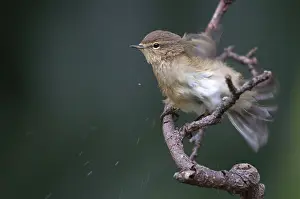 Wild Bird Photography Drucke: Chiffchaff, phylloscopus collybita