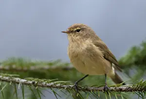 Bird Song Photography Drucke: Chiffchaff, phylloscopus collybita