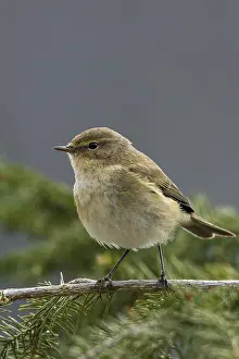 Natural Environment Wildlife Drucke: Chiffchaff, phylloscopus collybita