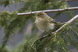 Leaf Warbler Drucke: Chiffchaff, phylloscopus collybita