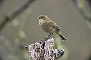 Oscine Songbirds Drucke: Chiffchaff, phylloscopus collybita
