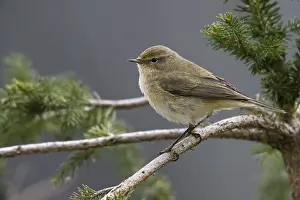 Oscine Songbirds Drucke: Chiffchaff, phylloscopus collybita