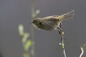 Drucke von Chiffchaff, Phylloscopus collybita, Zilpzalp, Vögel, Passeriformes, Singvögel Altwelt-Laubsänger Drucke: Chiffchaff, Phylloscopus collybita