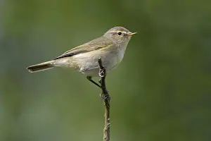 European Wildlife Animals Drucke: Chiffchaff (Phylloscopus collybita)