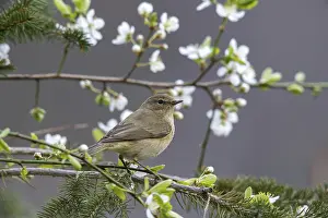 Bird Wildlife Photography Drucke: Chiffchaff, phylloscopus collybita