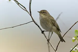 Drucke von Chiffchaff, Phylloscopus collybita, Zilpzalp, Vögel, Passeriformes, Singvögel, Vögel Altwelt-Laubsänger Drucke: Schleiereule
