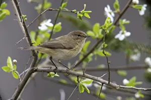 Drucke von Chiffchaff, Phylloscopus collybita, Zilpzalp, Vögel, Passeriformes, Singvögel, Vögel Altwelt-Laubsänger Drucke: Schleiereule