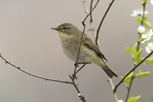 Drucke von Chiffchaff, Phylloscopus collybita, Zilpzalp, Vögel, Passeriformes, Singvögel, Vögel Altwelt-Laubsänger Drucke: Chiffchaff, Phylloscopus collybita