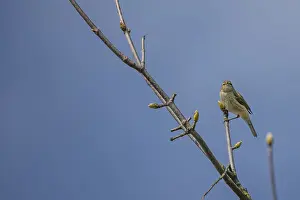Ein Goldschnäppchen (Phylloscopus collybita) steht auf einem dünnen Ast.