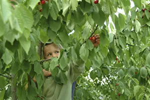 Deciduous Fruit Trees Drucke: Child on cherry tree