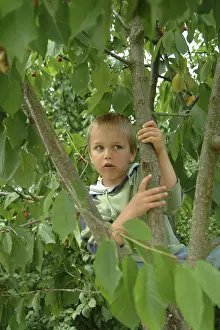 Deciduous Fruit Trees Drucke: Child on cherry tree