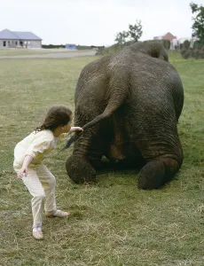 Kind zieht Elefant an Schwanz, England