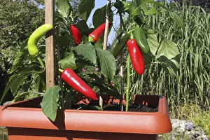 German Vegetable Garden Drucke: Chilli and peppers in a planter