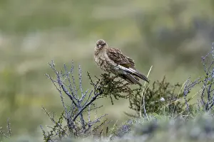Chimangokarakara Drucke: Chimango-Karacara (Daptrius chimango)