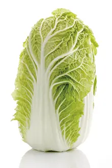 Studio Shot Vegetables Drucke: Chinese white cabbage