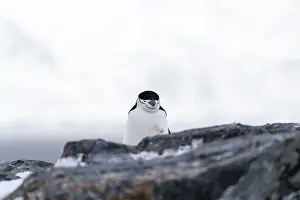 Drucke von Kinnstrumpfpinguin (Pygoscelis antarctica), einzelnes Tier auf Schnee bedeckten Felsen, Orne Harbour, Antarktische Halbinsel, Antarktis Kinnriemen Drucke: Kinnstrumpfpinguin (Pygoscelis antarctica)