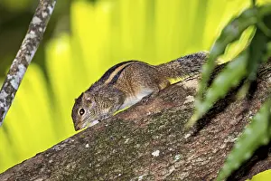 Sigiriya Sri Lanka Drucke: A chipmunk crawls on a tree trunk in a tropical environment