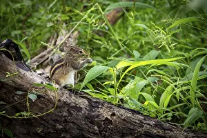 Drucke von Ein Eichhörnchenche von einem Baumstamm auf dem Waldboden, ein Nördlicher Palmenfledermaus in der Nähe von Sigiriya in Sri Lanka (Funambulus palmarum) Streifenhörnchen Drucke: Ein Eichhörnchen knabbert an etwas auf einem umgefallenen Baumstamm im Wald.